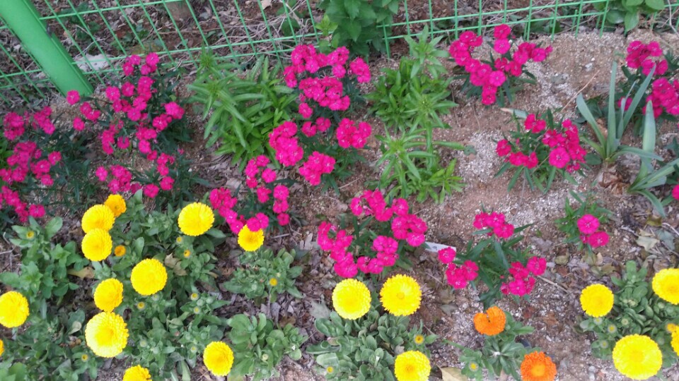 KakaoTalk_20150515_175335484.jpg