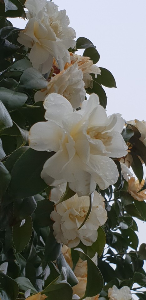 KakaoTalk_20180620_144940256.jpg