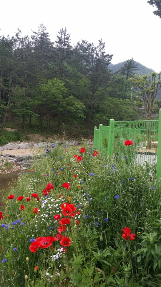KakaoTalk_20150515_174935849.jpg