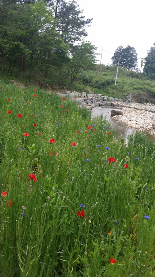 KakaoTalk_20150515_174937860.jpg